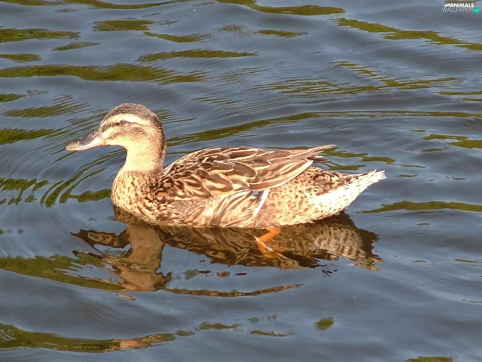 female, Mallard Duck