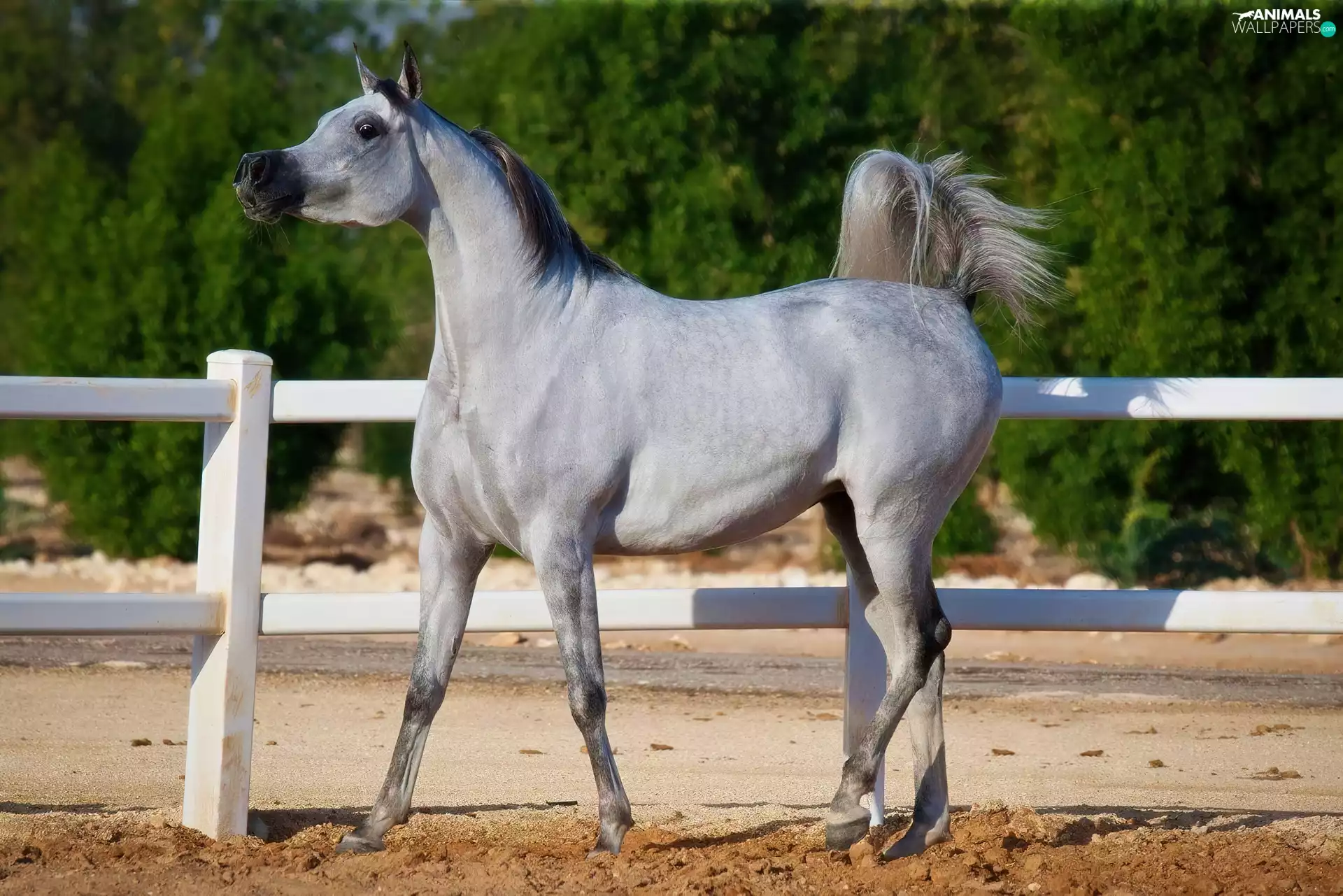 fence, Horse, Arab