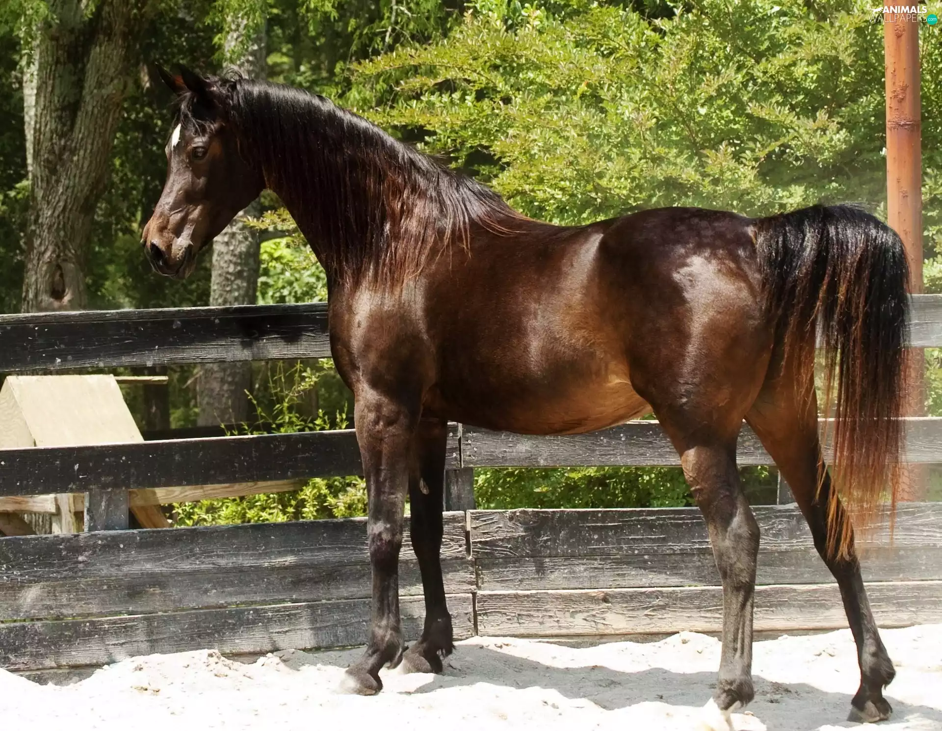 fence, Horse, Arab