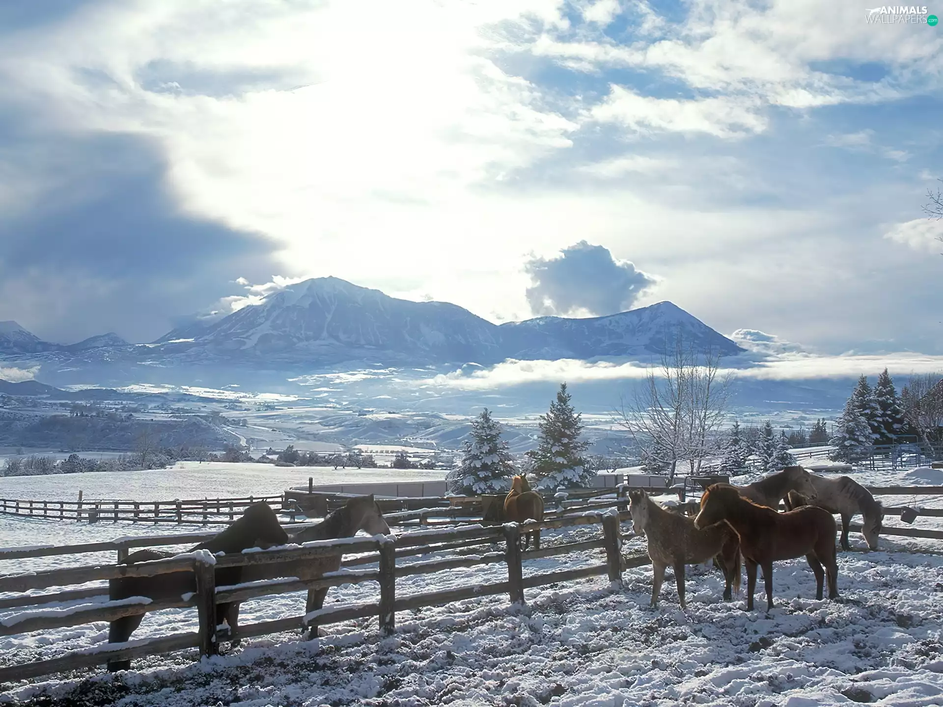 bloodstock, winter, Mountains, fence