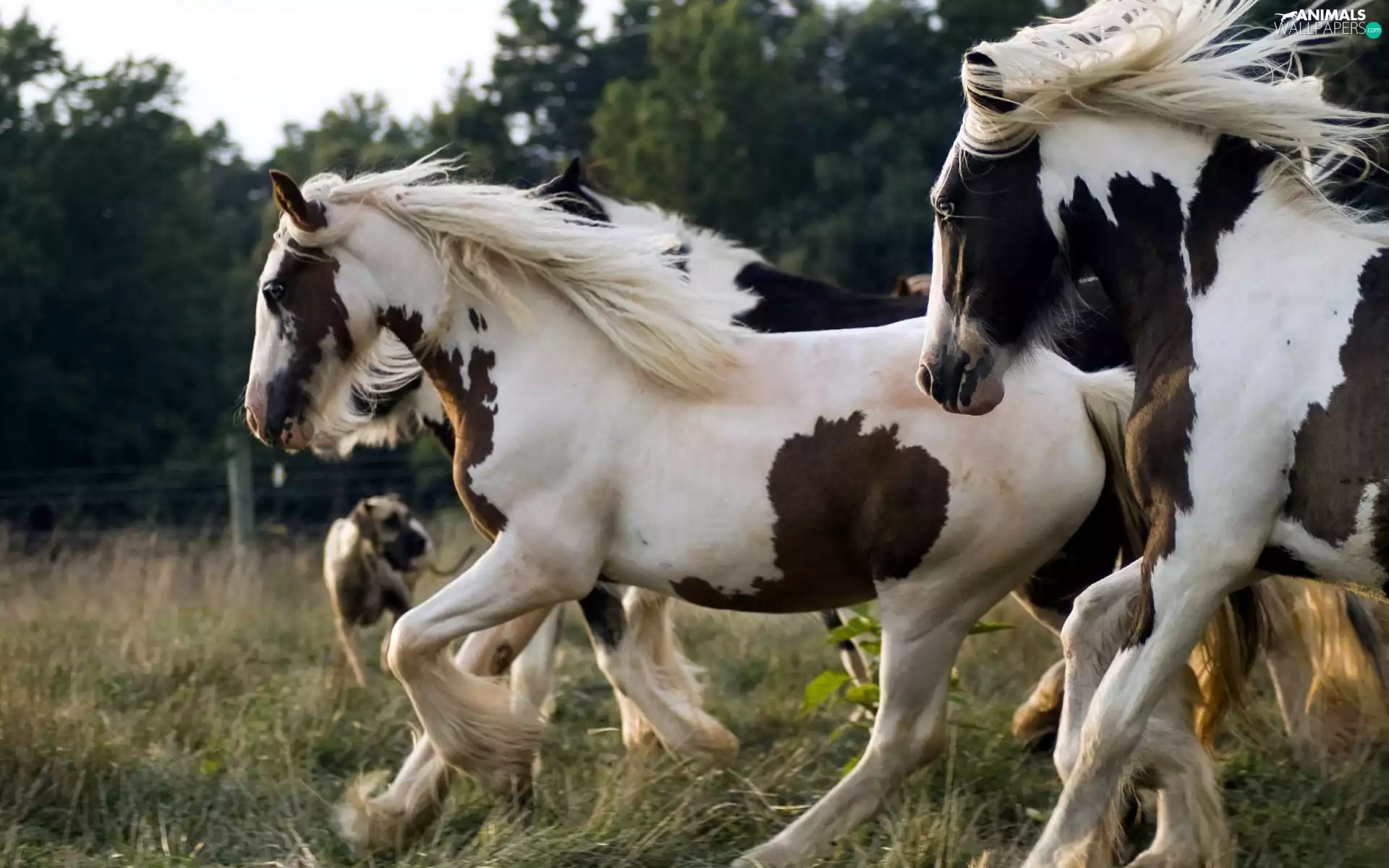 fence, spotted, bloodstock