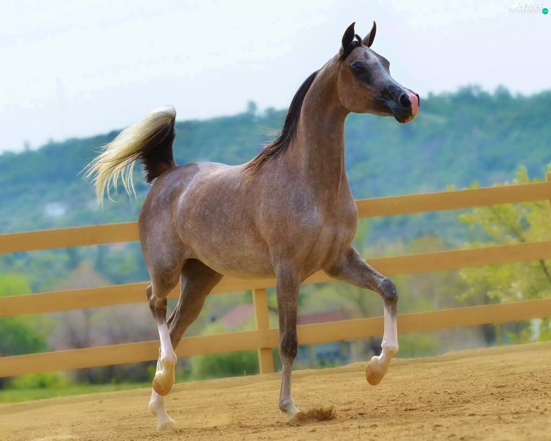 gear, fence, breed, Arab, Horse