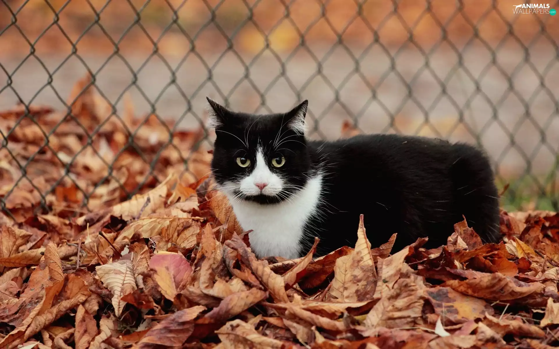 Leaf, fence, cat, Autumn, Black
