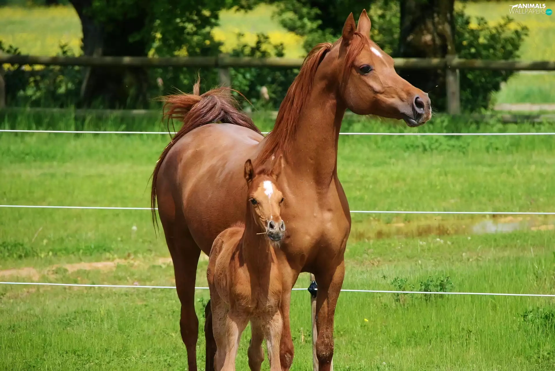 fence, Mare, Colt