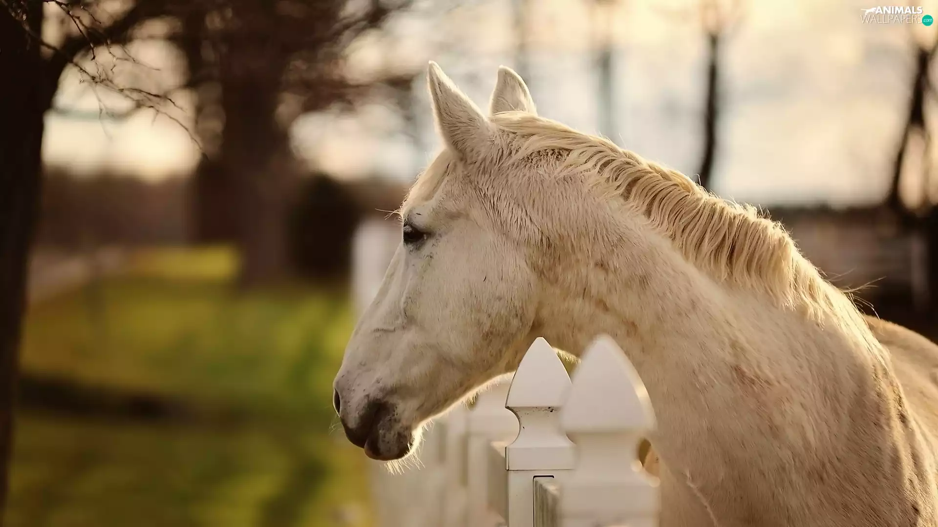 fence, White, Horse