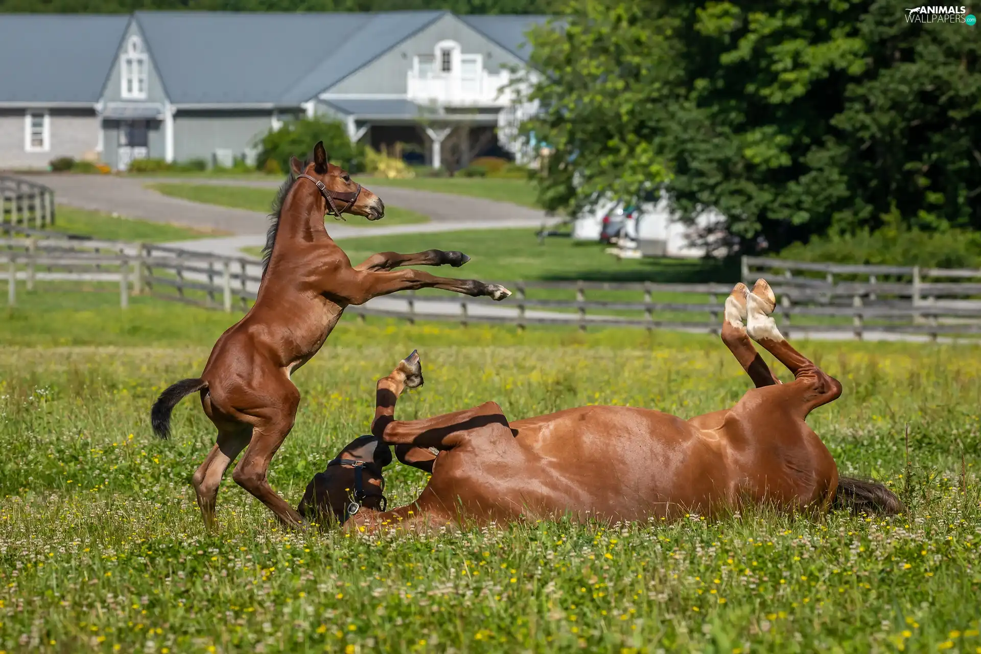 pasture, fence, Mare, Foal, bloodstock