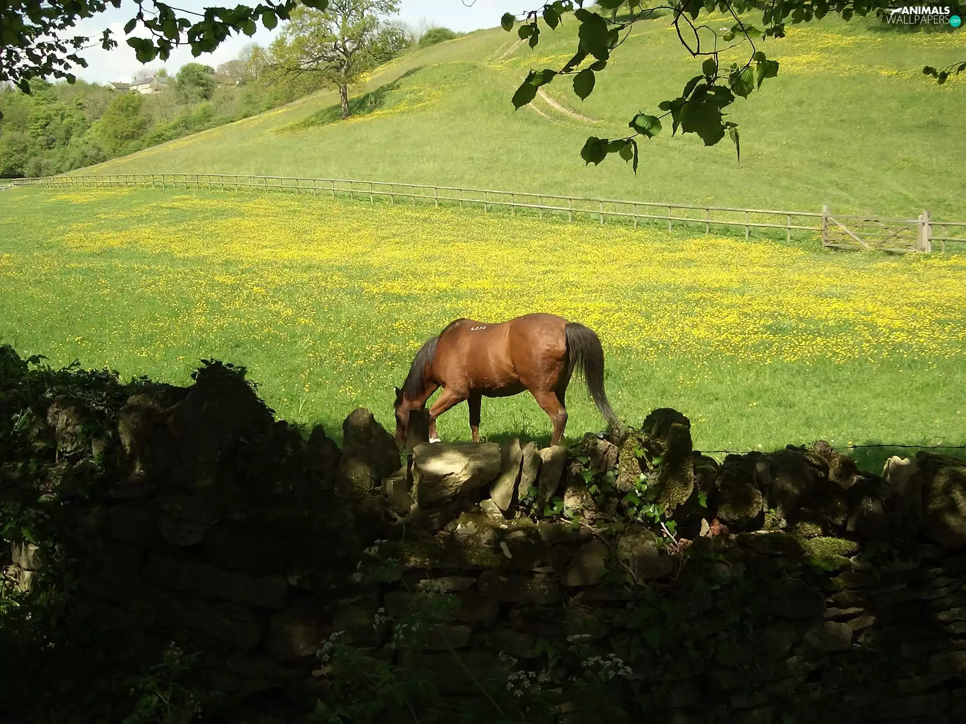fence, Horse, pasture
