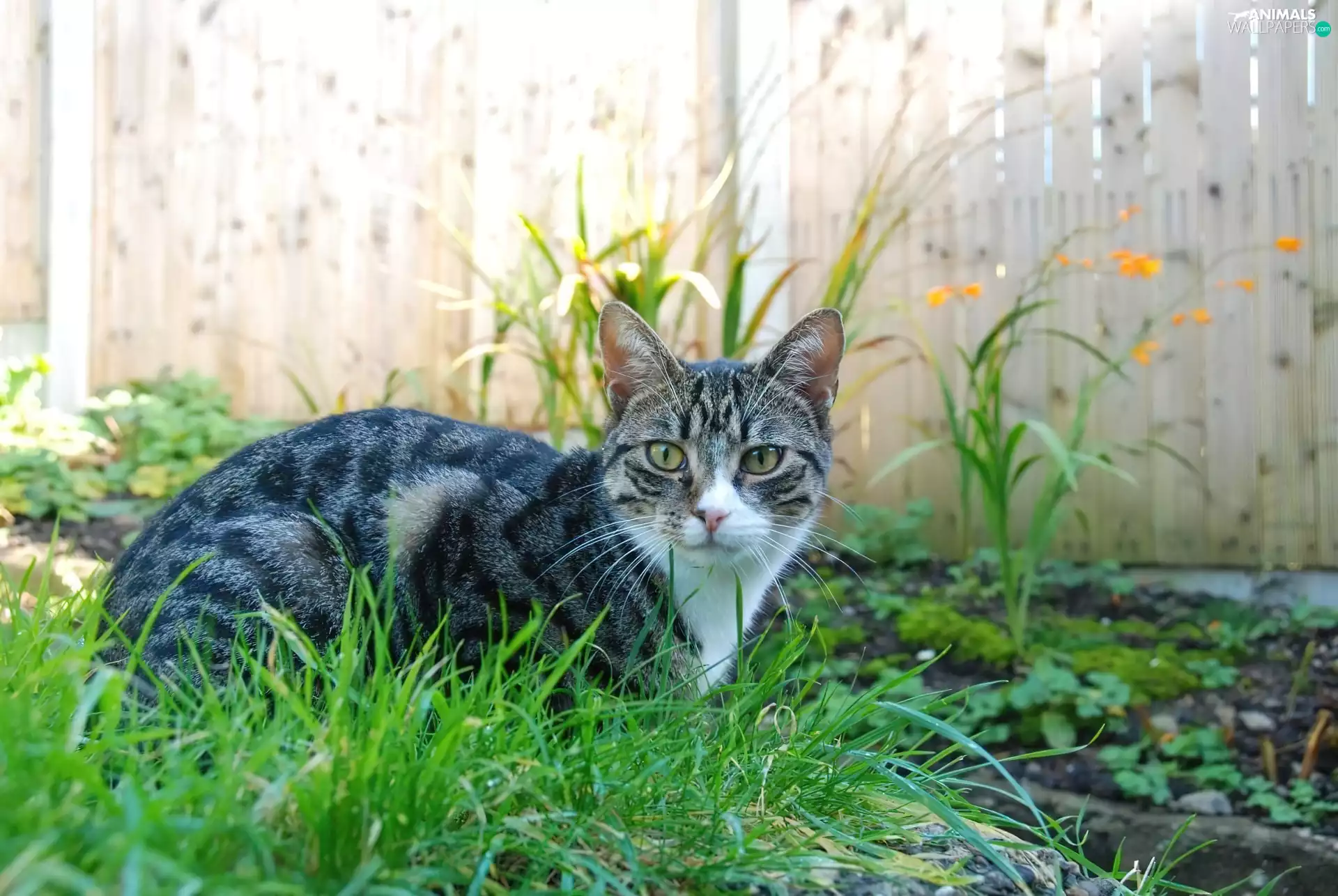 fence, cat, Plants