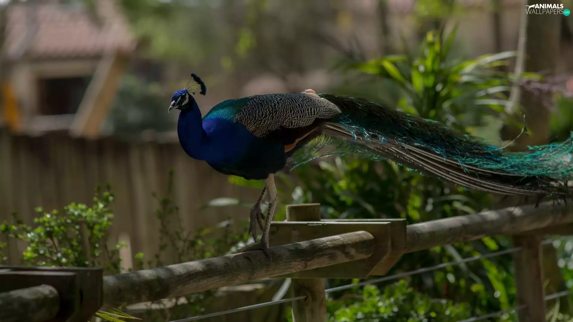Bird, fence, Plants, Indian Peacock