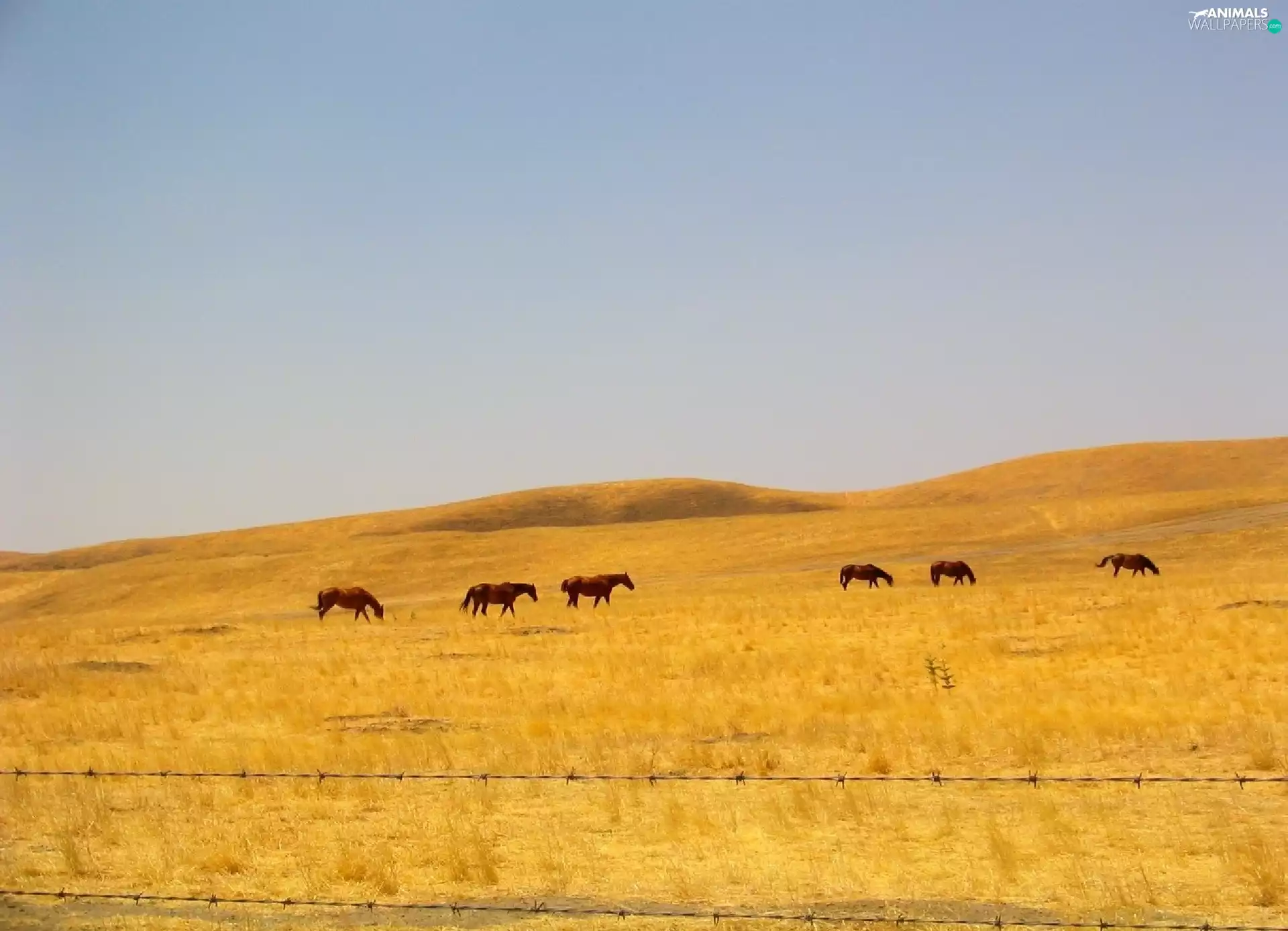 fence, bloodstock, prairie