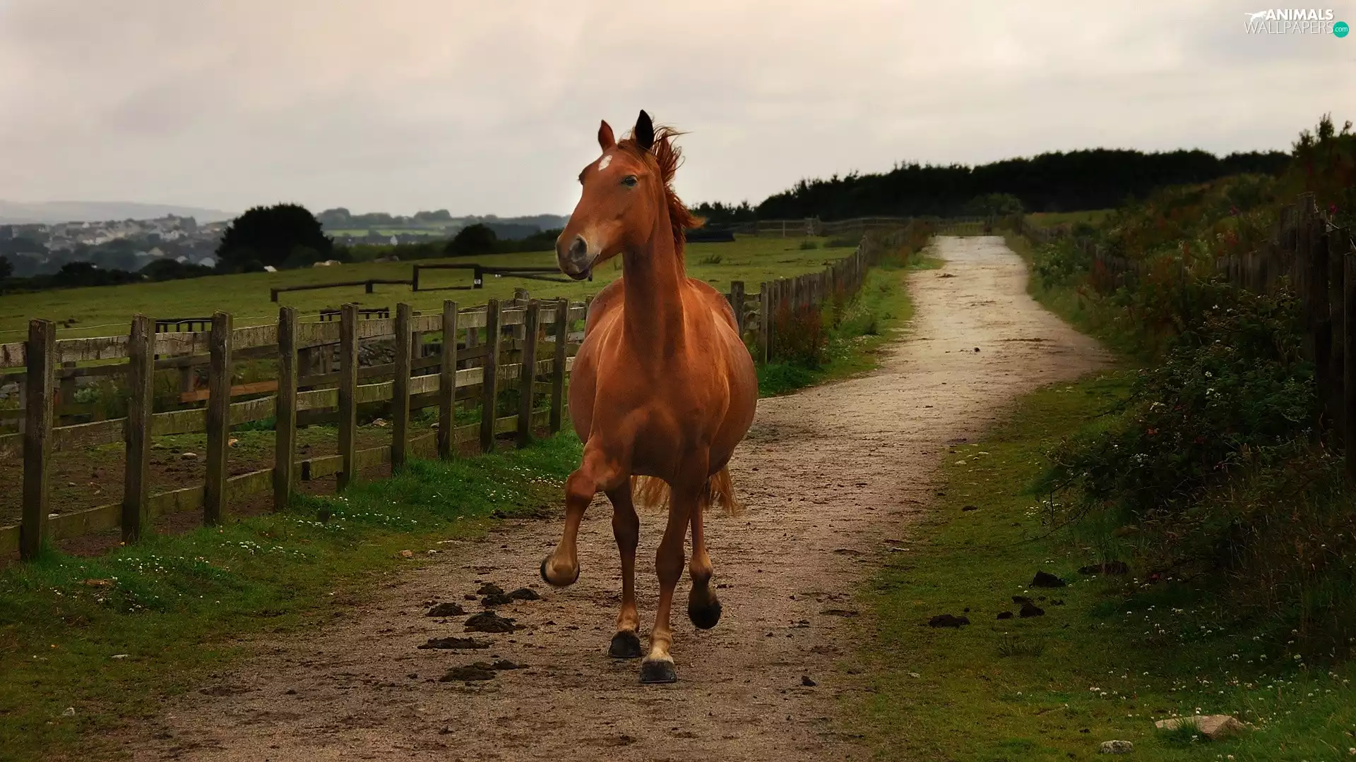 fence, Horse, Way