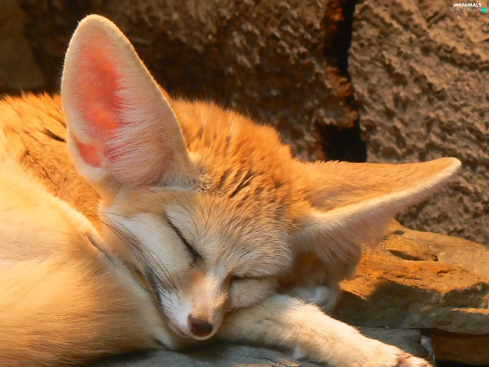 Fenek, sleepy, fox