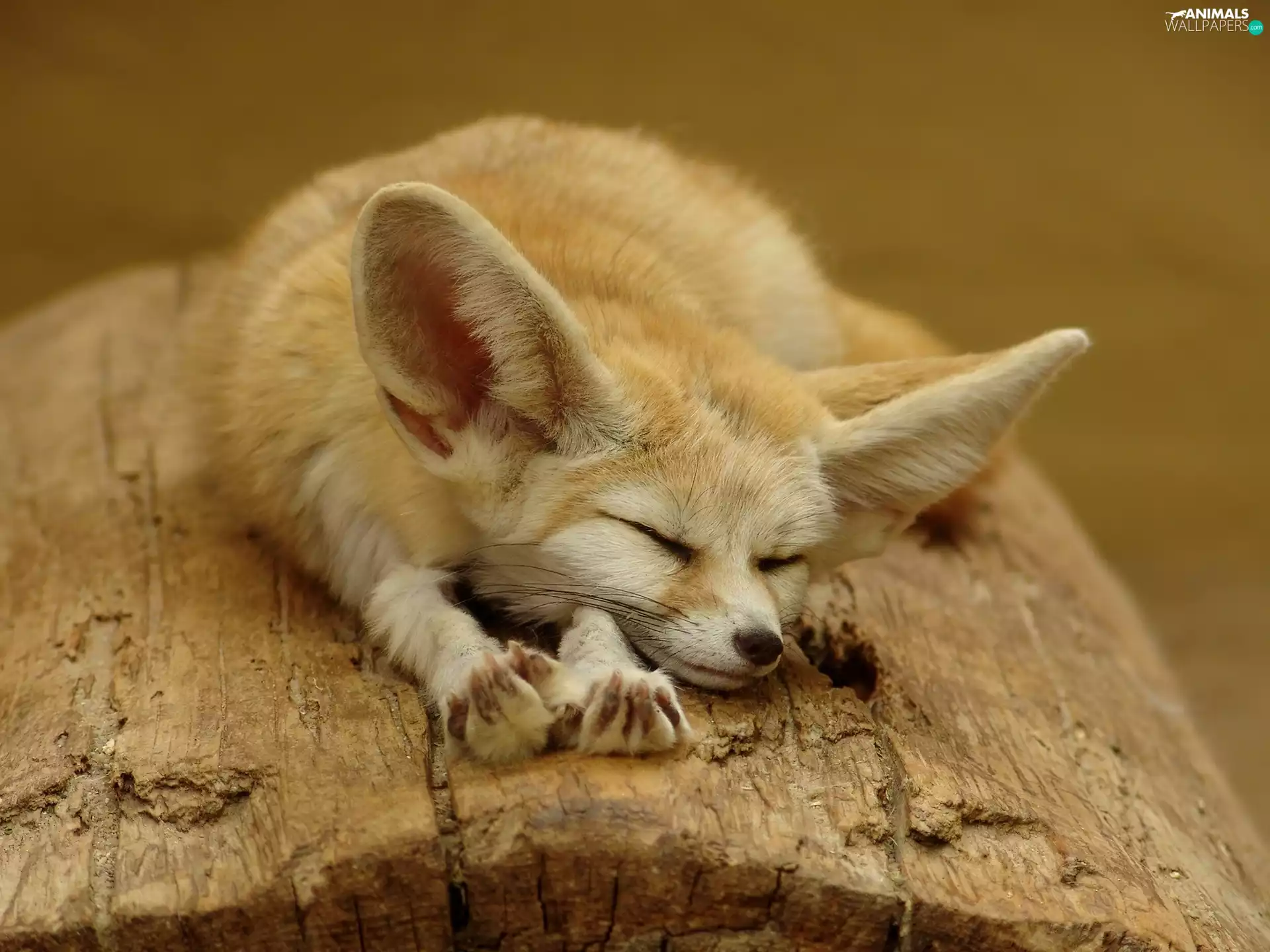 Fenek, sleepy, fox