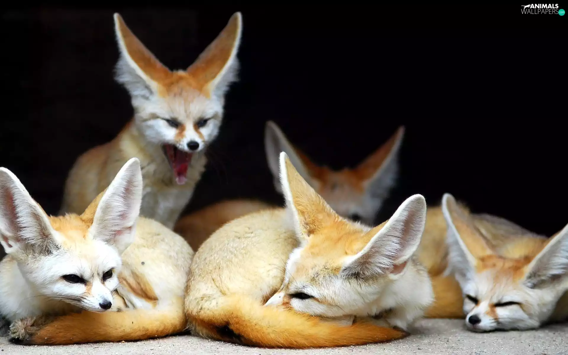 Fenki, flock, fox