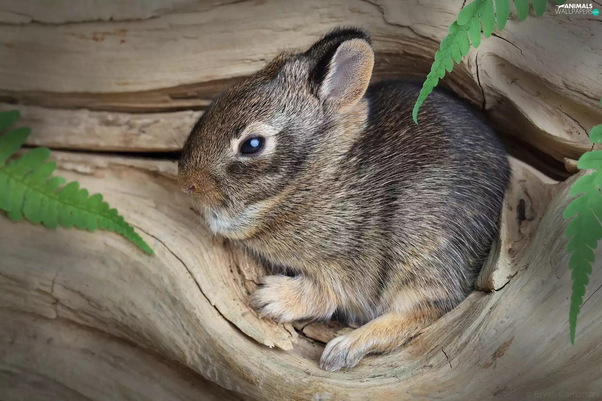 Wild Rabbit, hole, Leaf, small, trees, camouflage, Fern