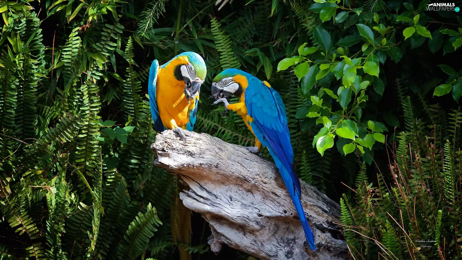 Ary, Blue-Yellow, Leaf, Parrots, Two, trunk, fern