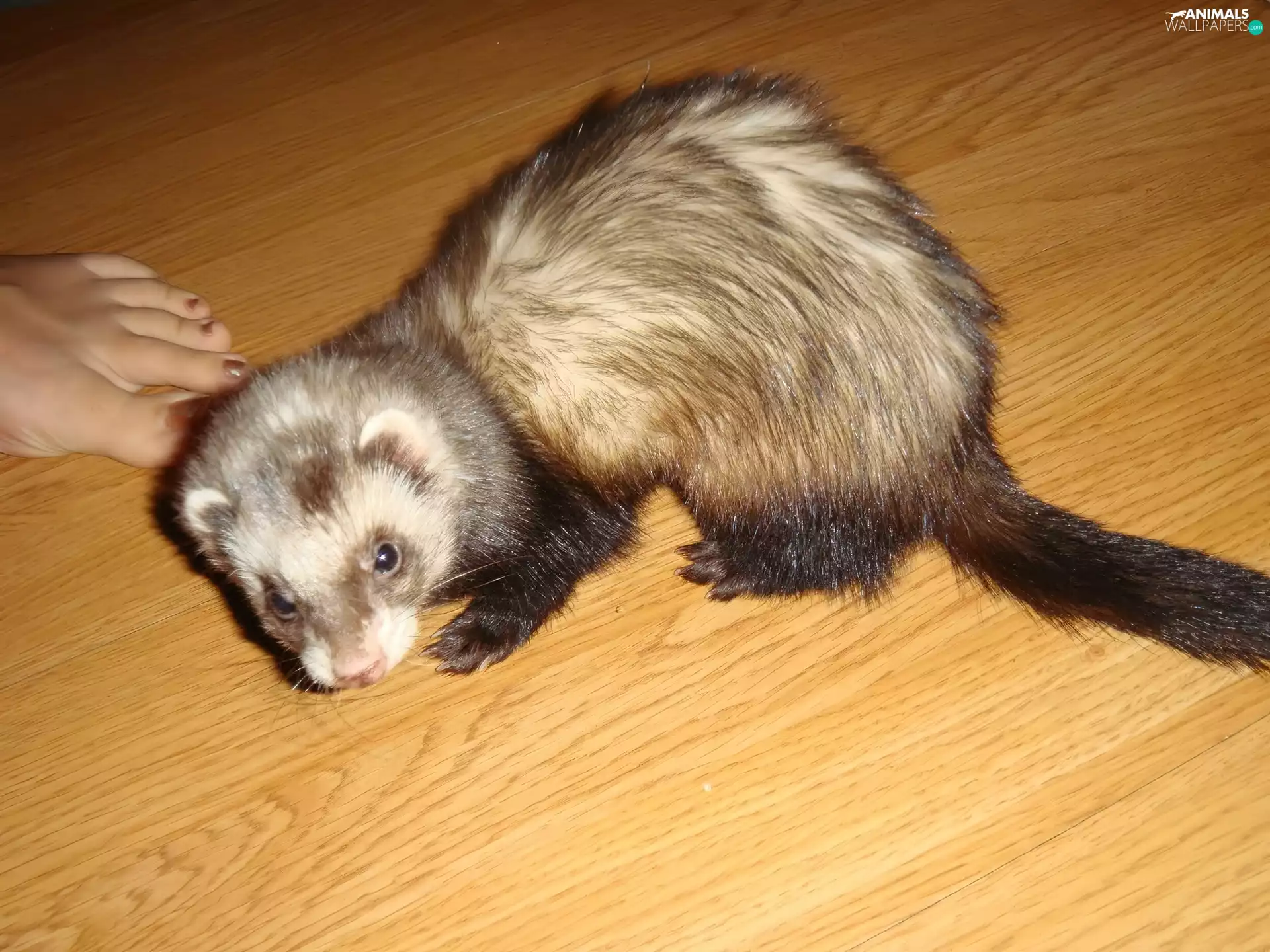 ferret, floor