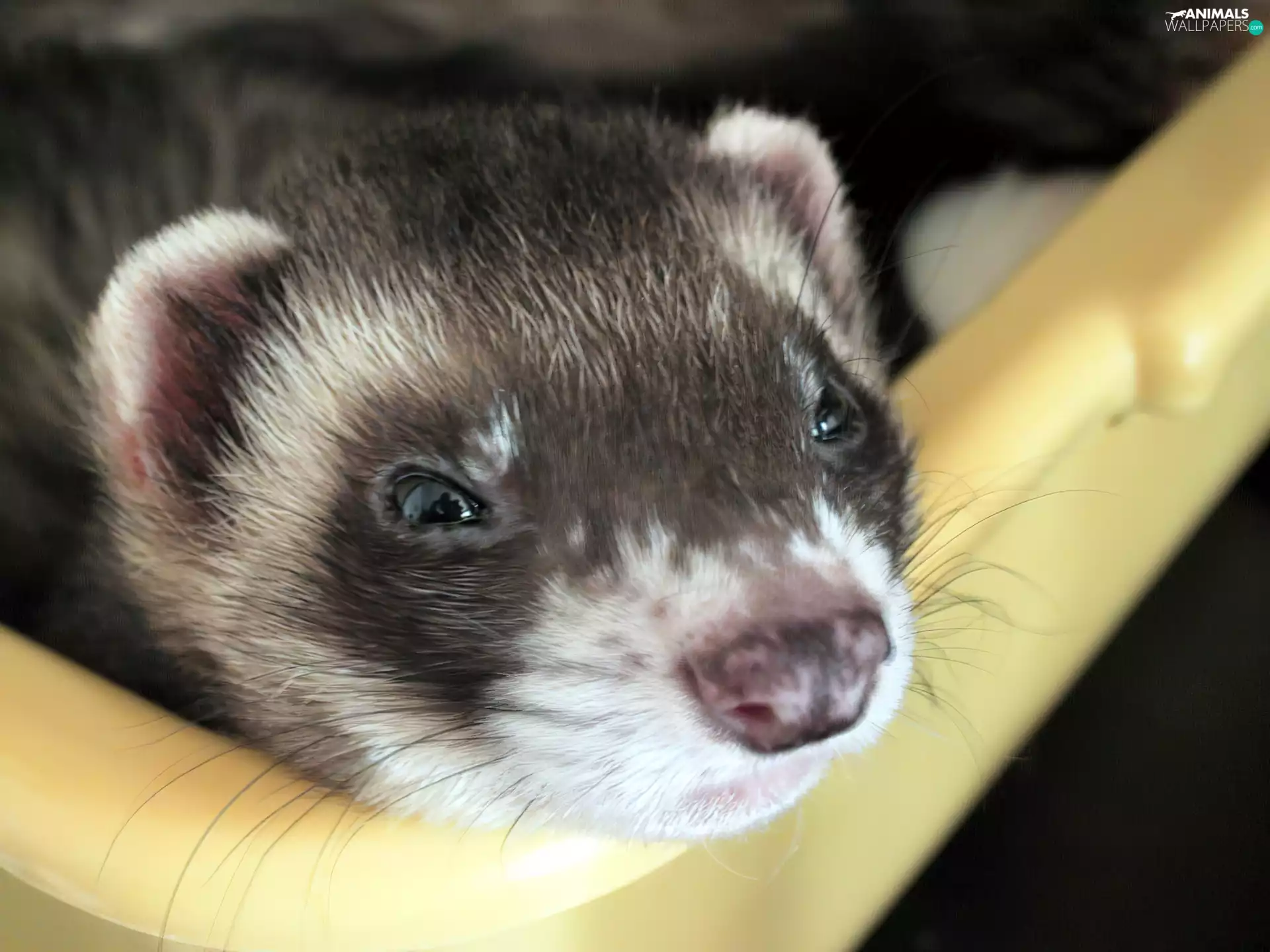 ferret, Head
