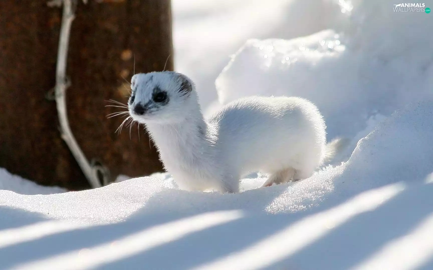 ferret, snow