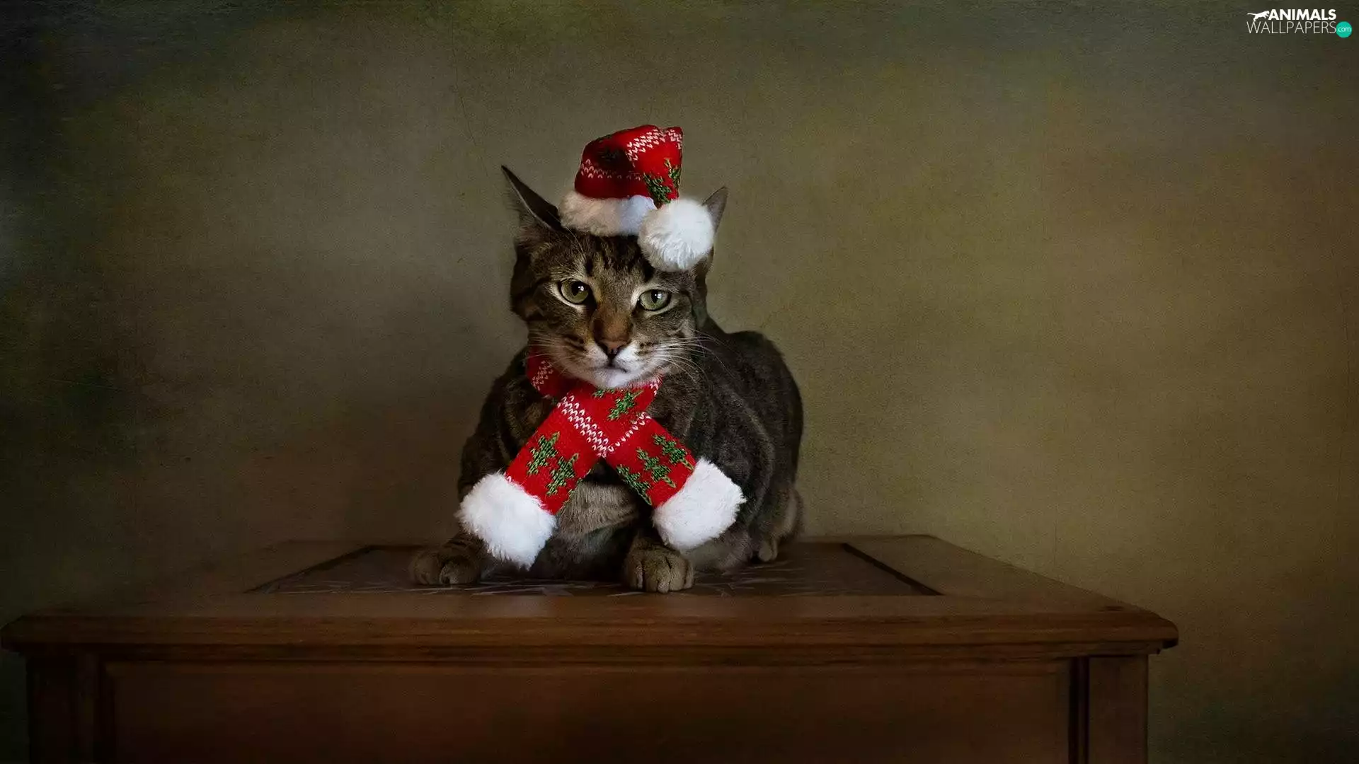 festive, cat