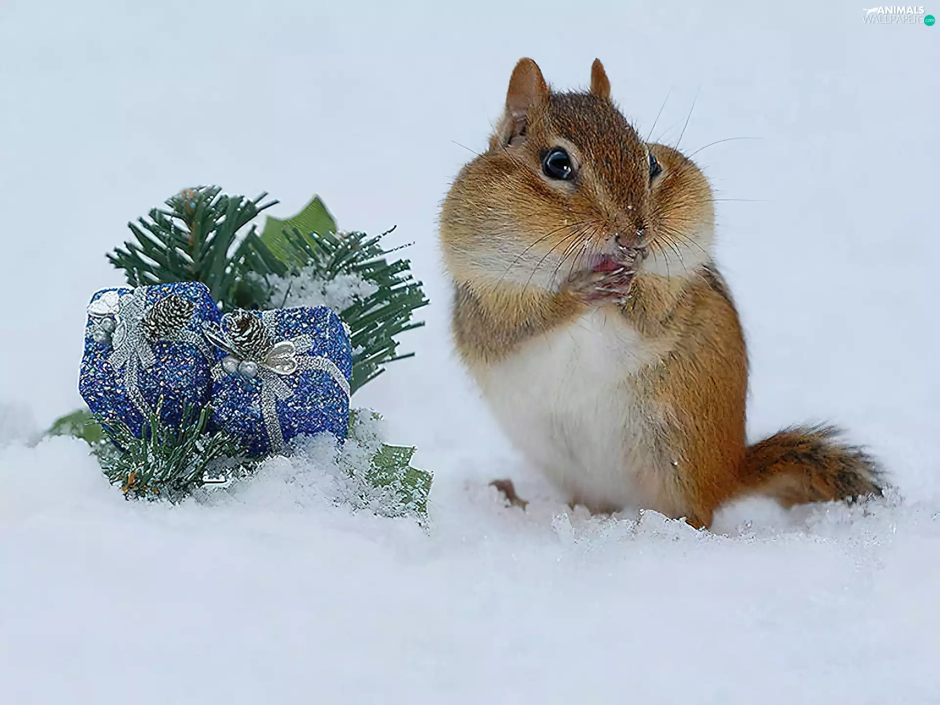snow, headdress, Chipmunk, festive