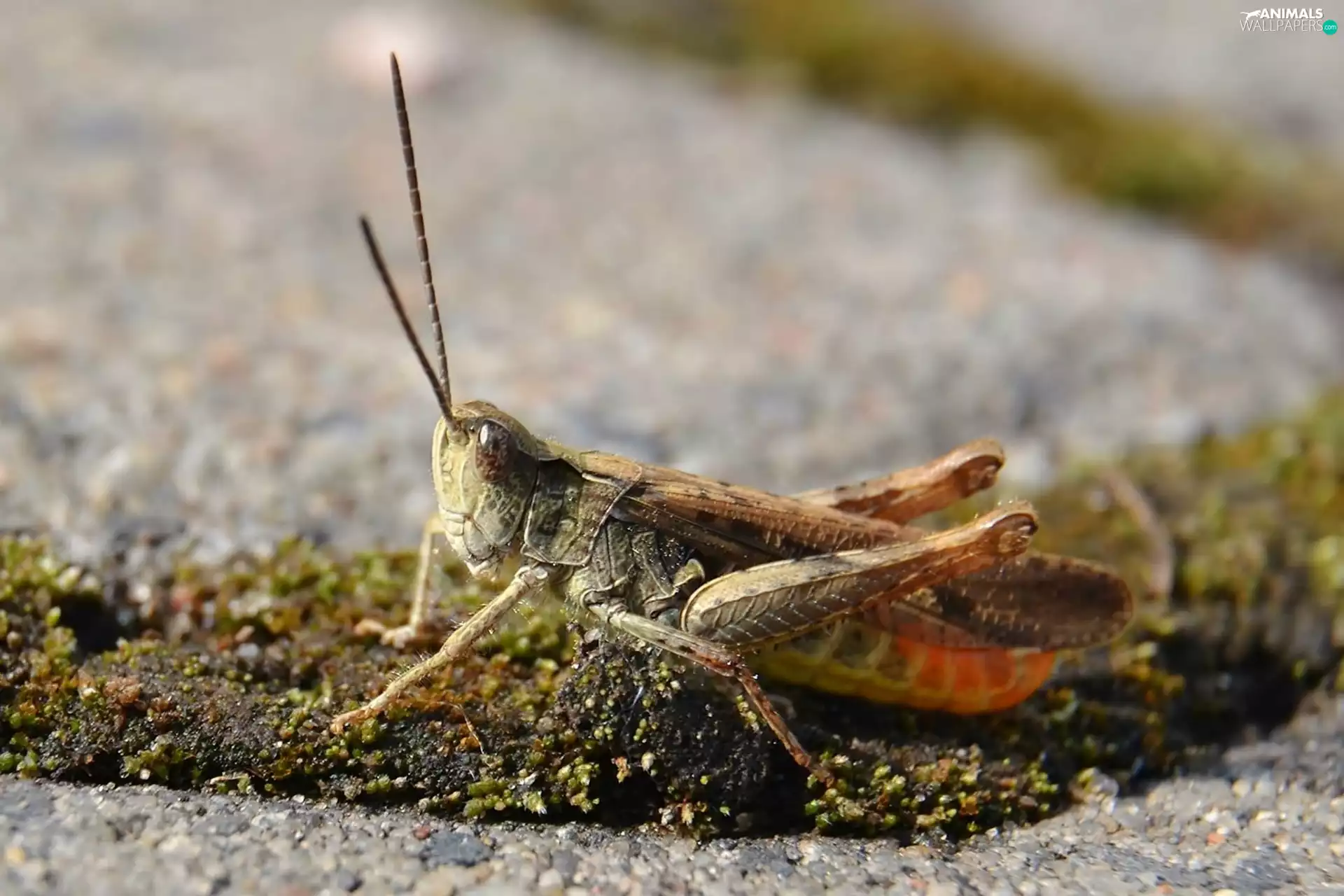 base, sea-horse, field