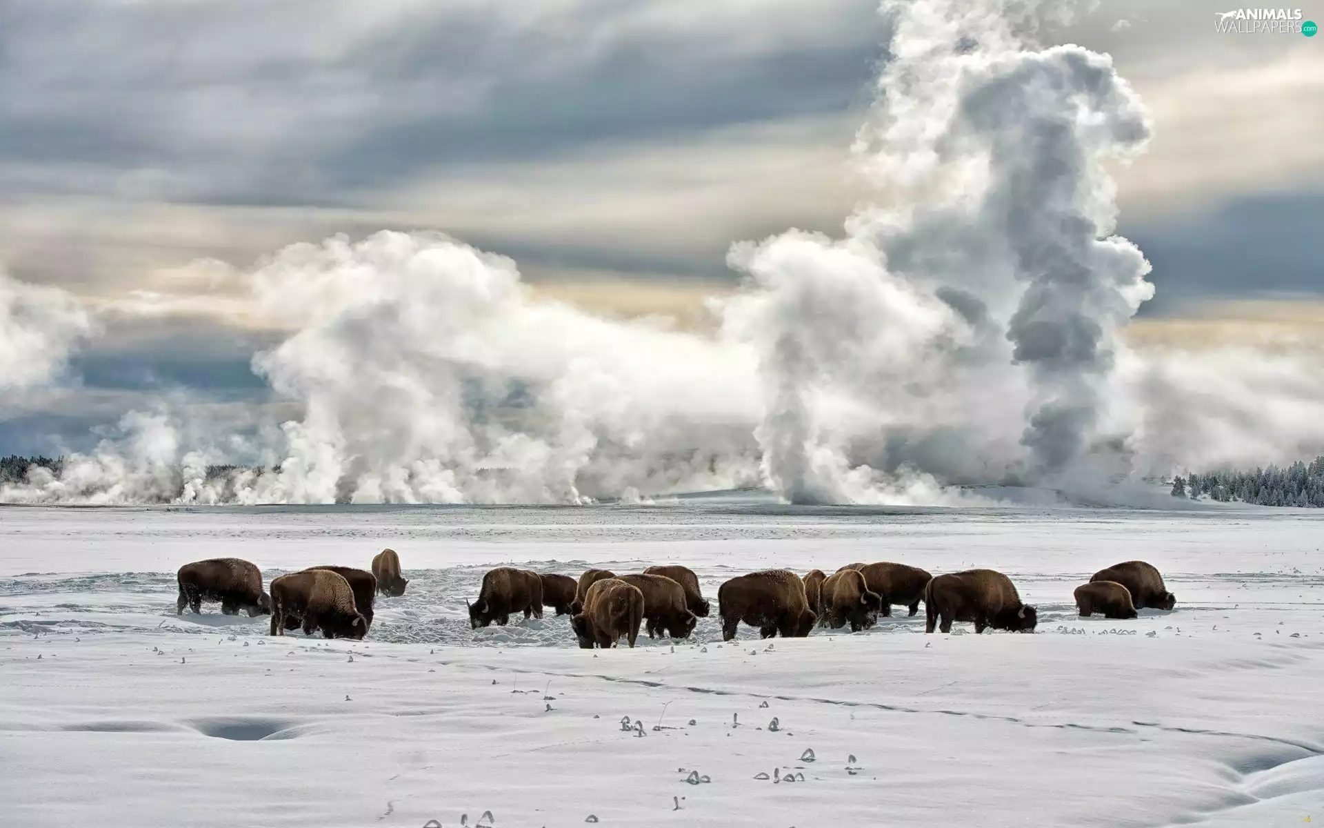 bison, clouds, winter, field