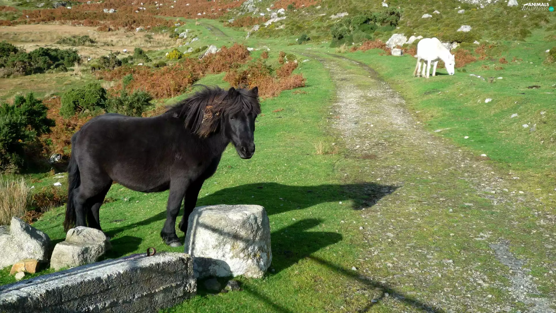 bloodstock, Way, Stones, Field