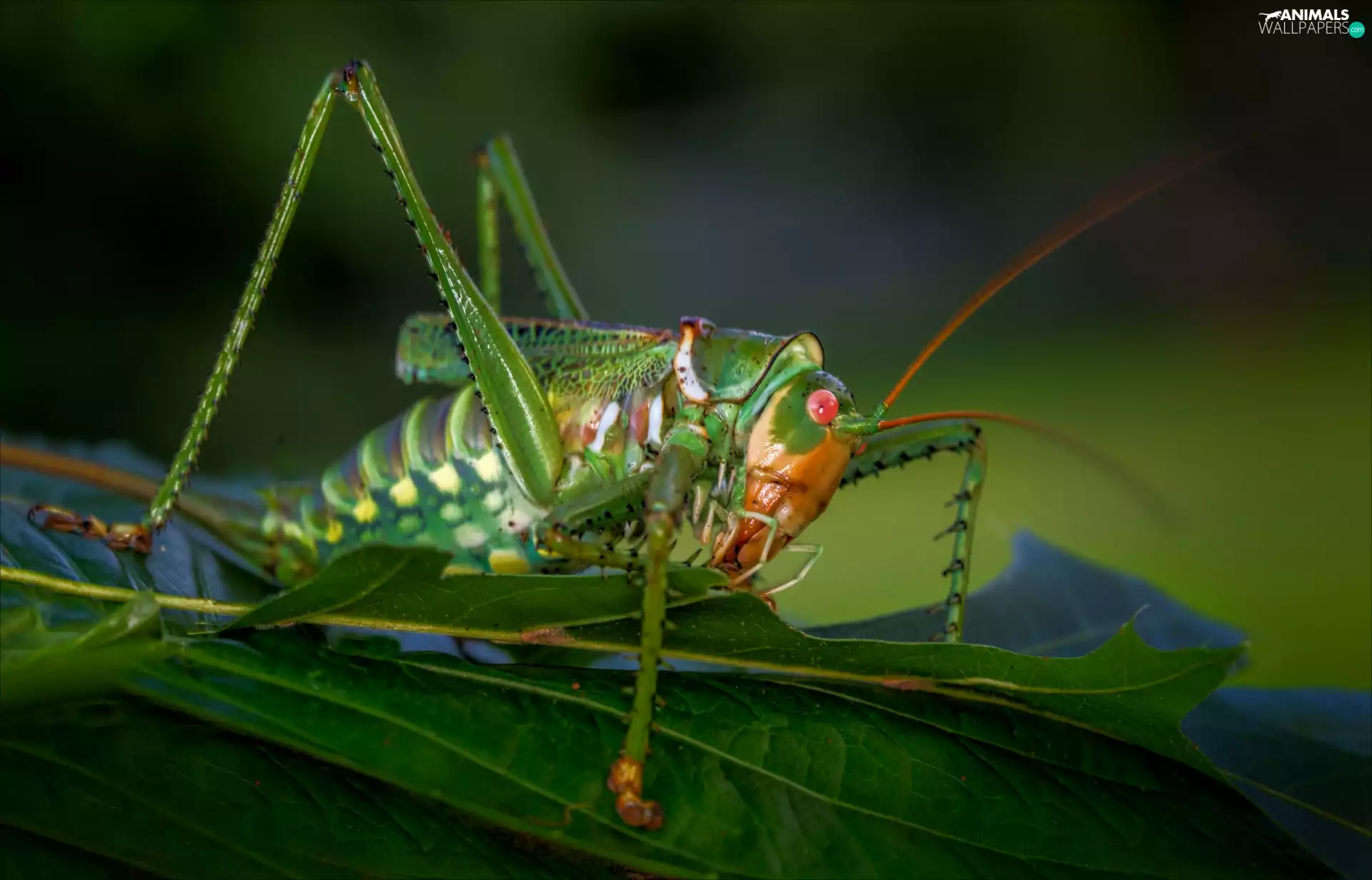 leaf, sea-horse, field