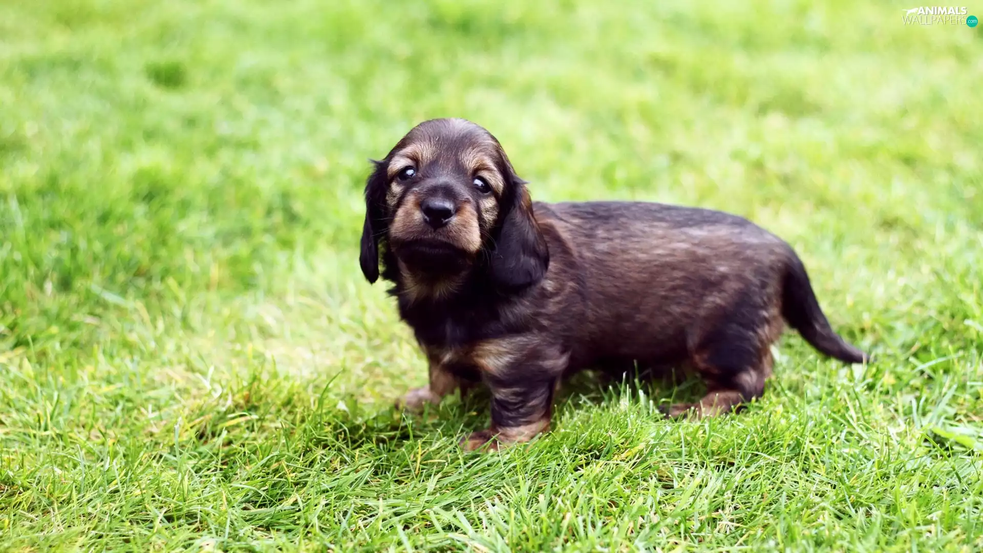 Grass Field Spaniel, honeyed, Puppy