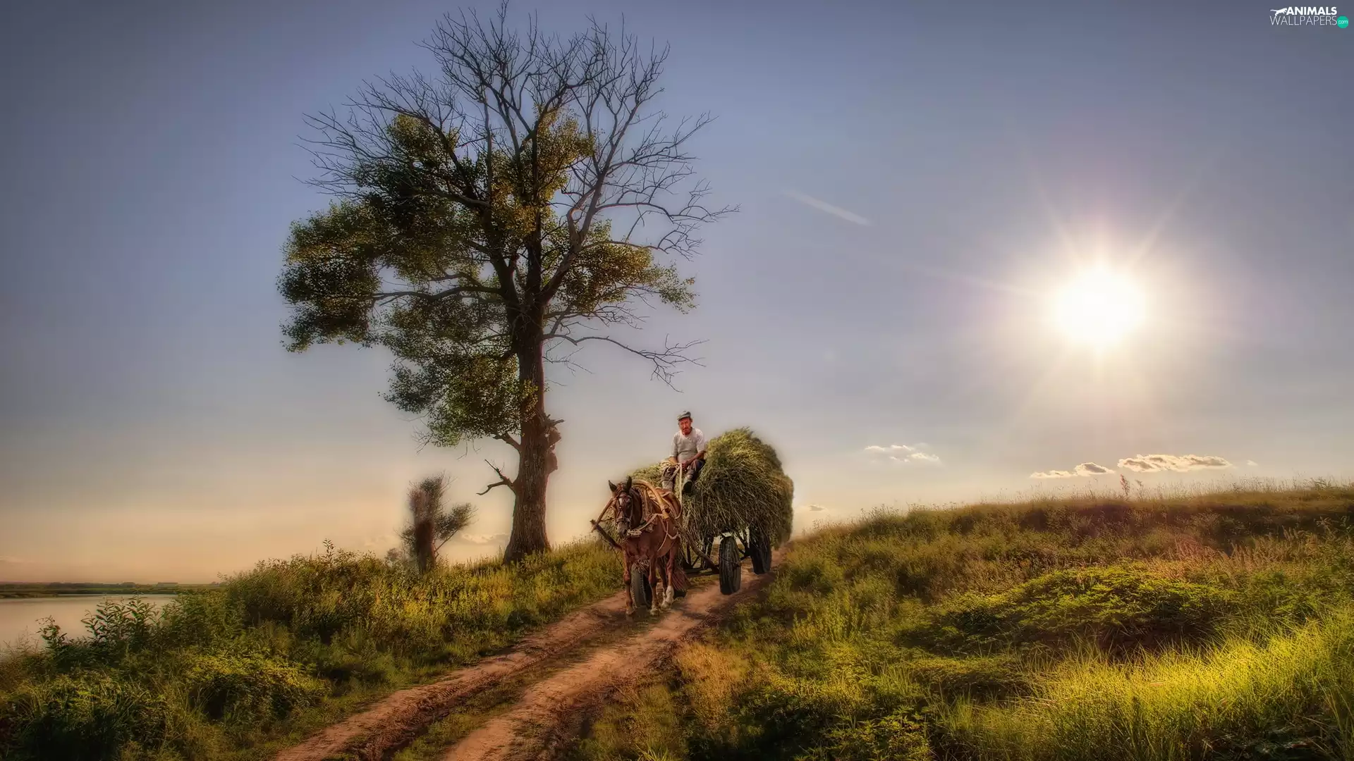 driver, country, sun, Way, trees, wagon, Horse, field