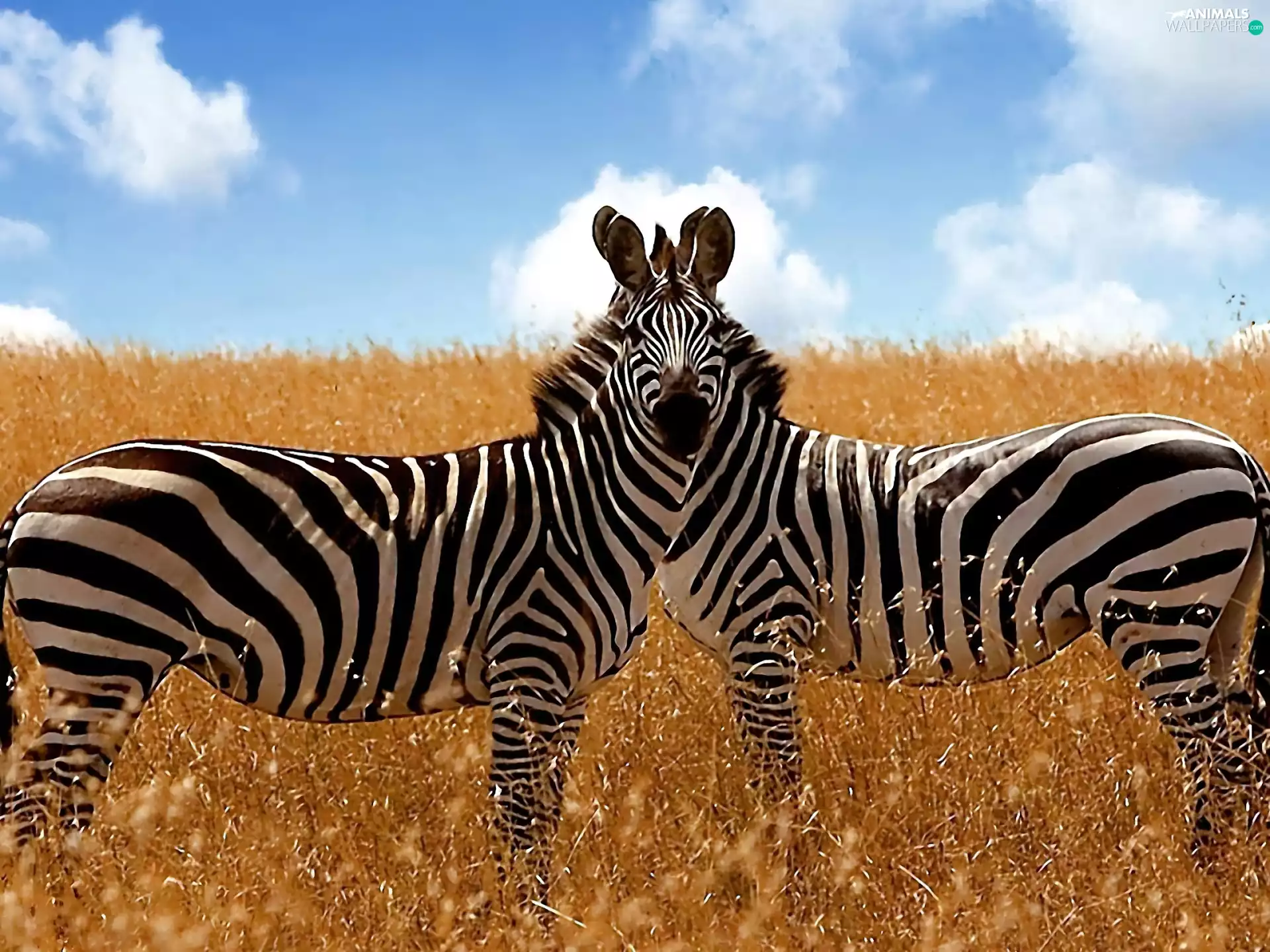 zebra, grass, Sky, Field