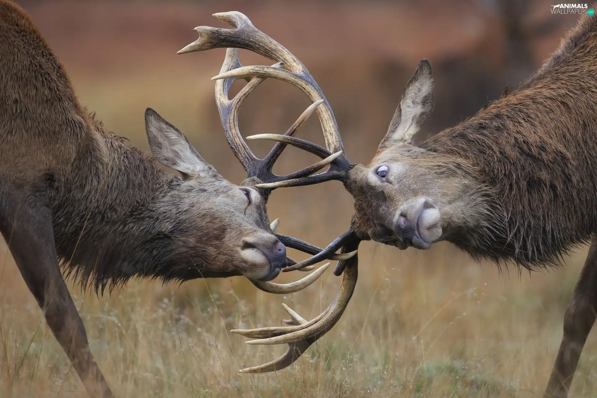 Fight, Deer, antlers