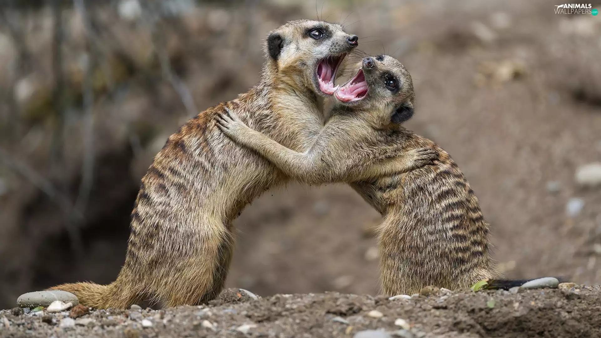 Fight, Two, Meerkats