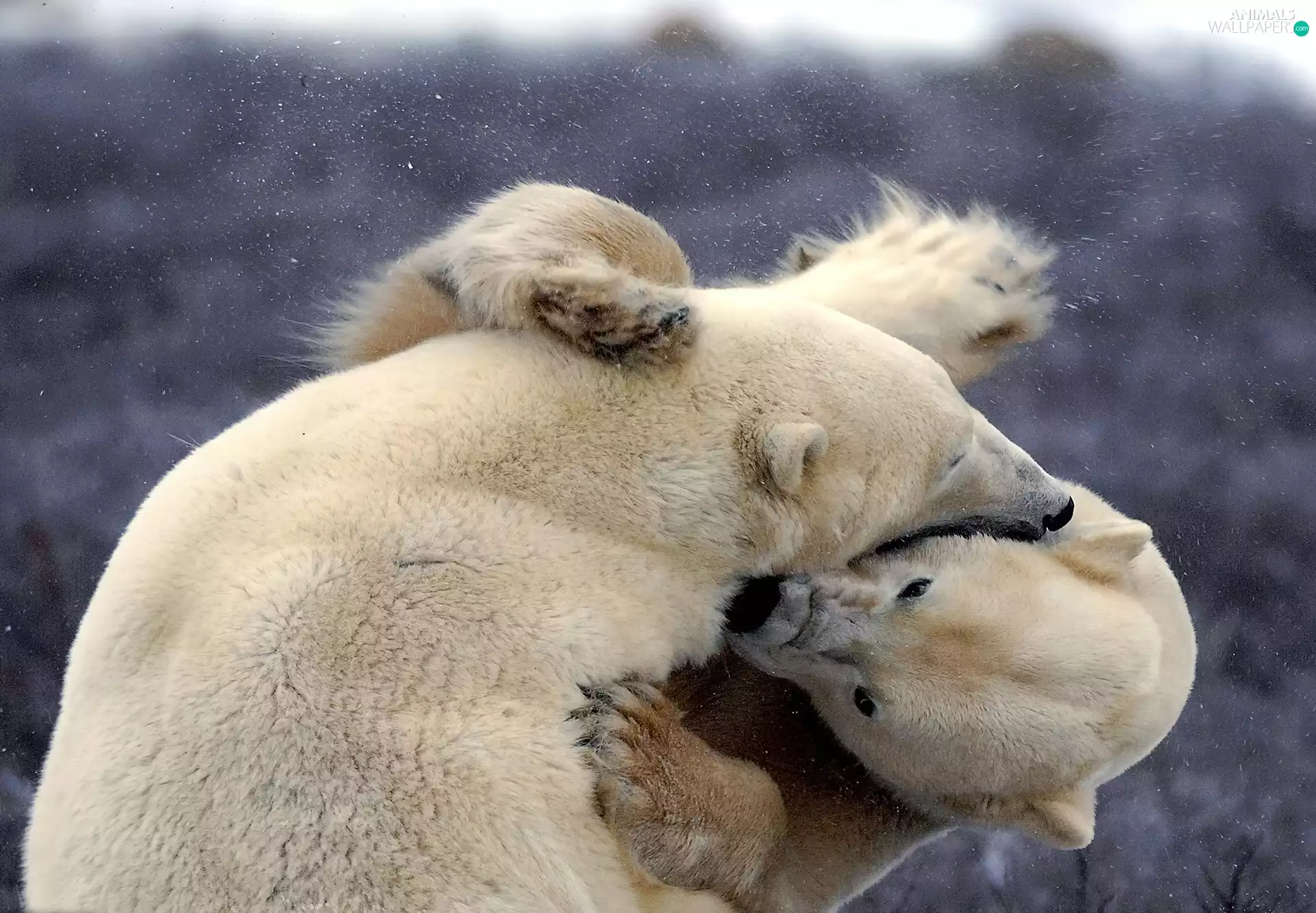 Fight, bears, polar
