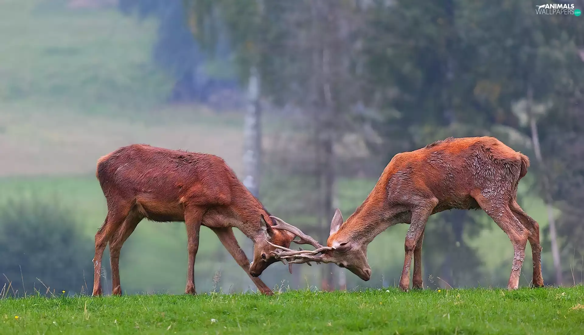 Fight, Deer, rut