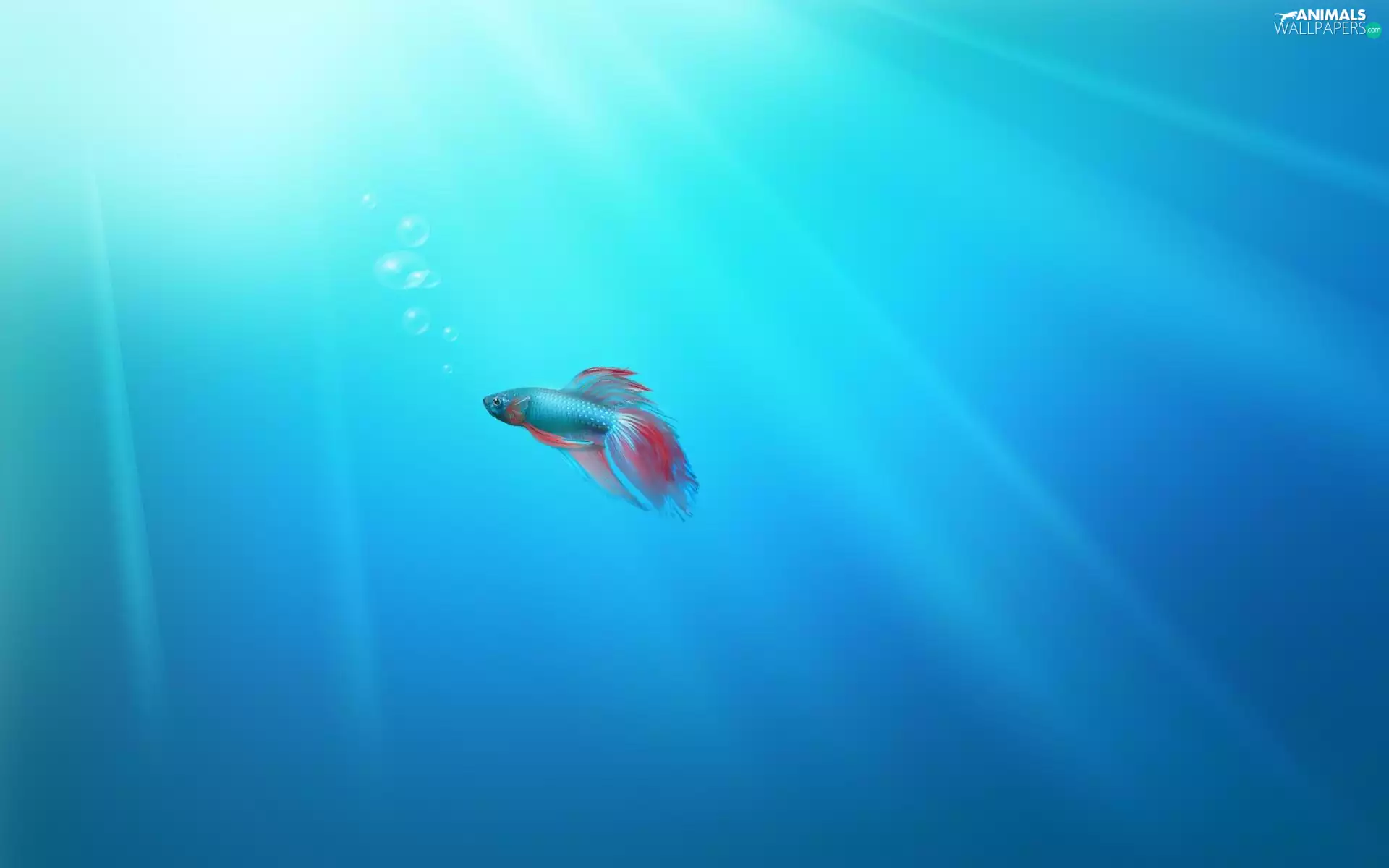 fighter, brave, Fish