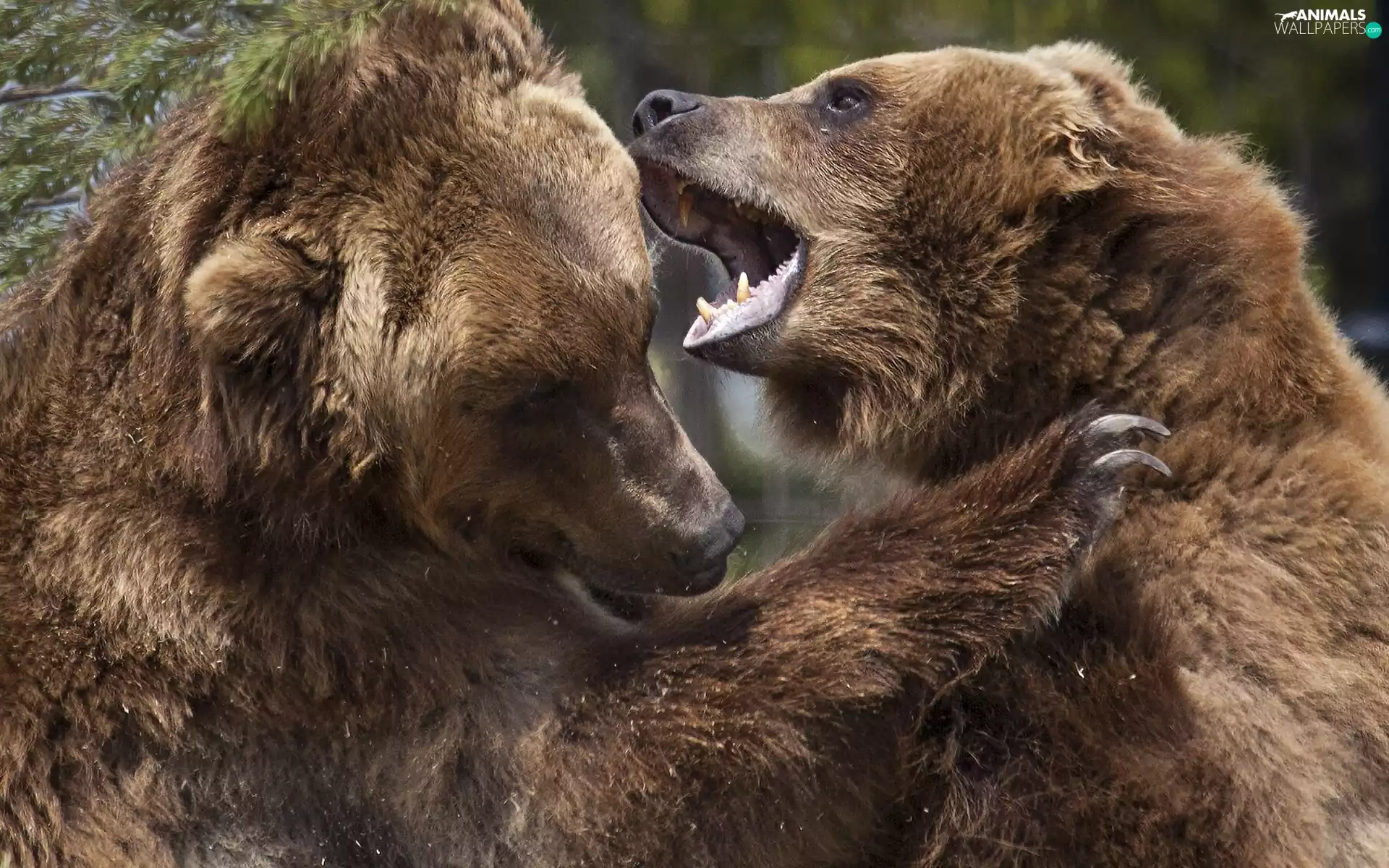 fighting, bears