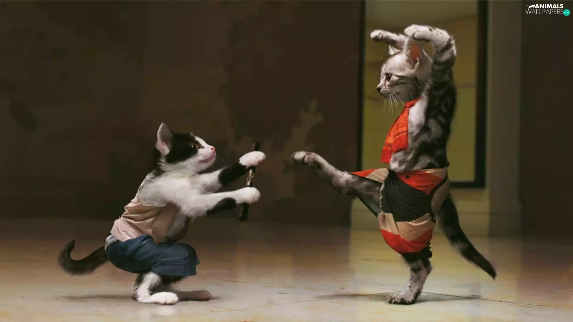 cats, Two cars, fighting