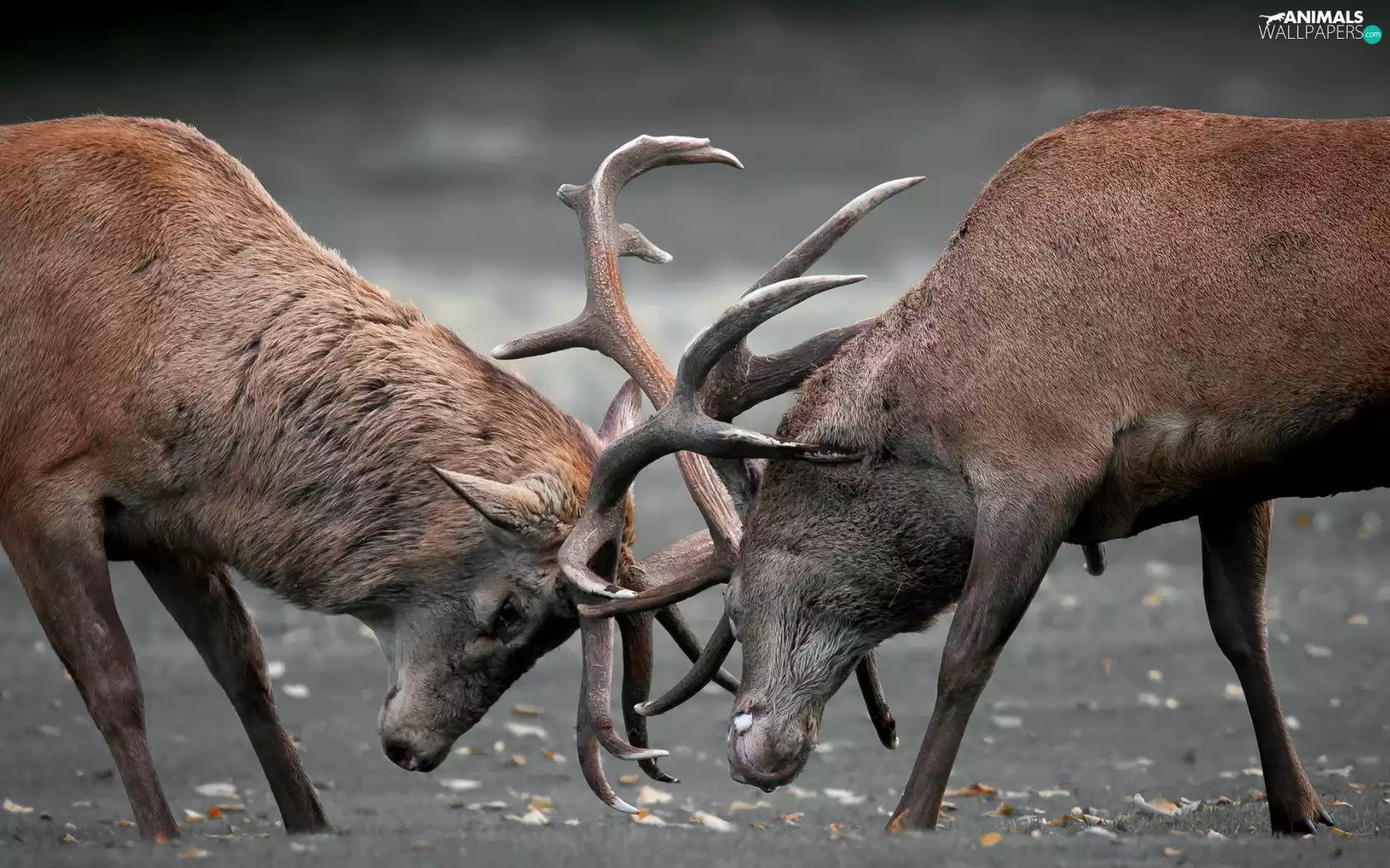 fighting, Deer