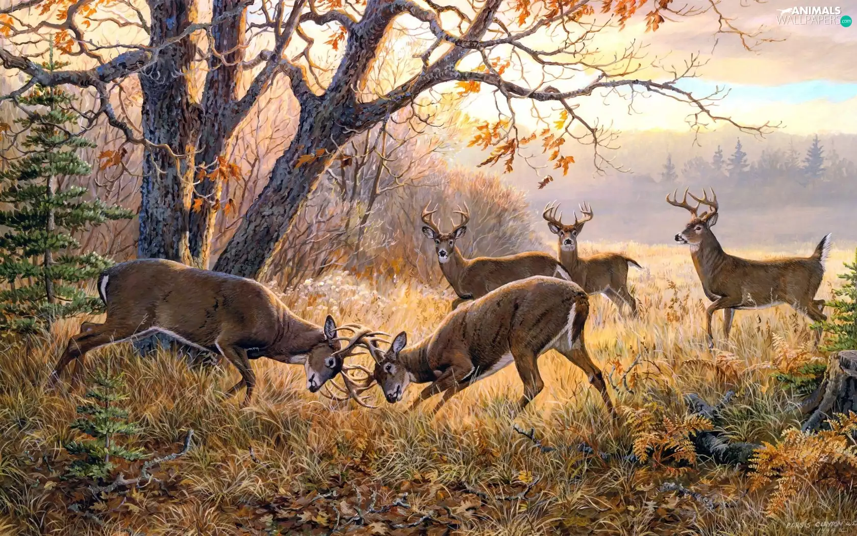 fighting, Deer