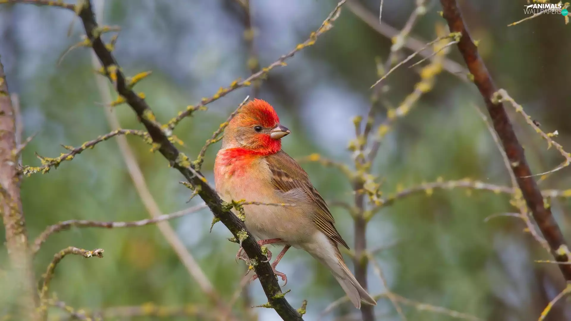 Twigs, Bird, House Finch