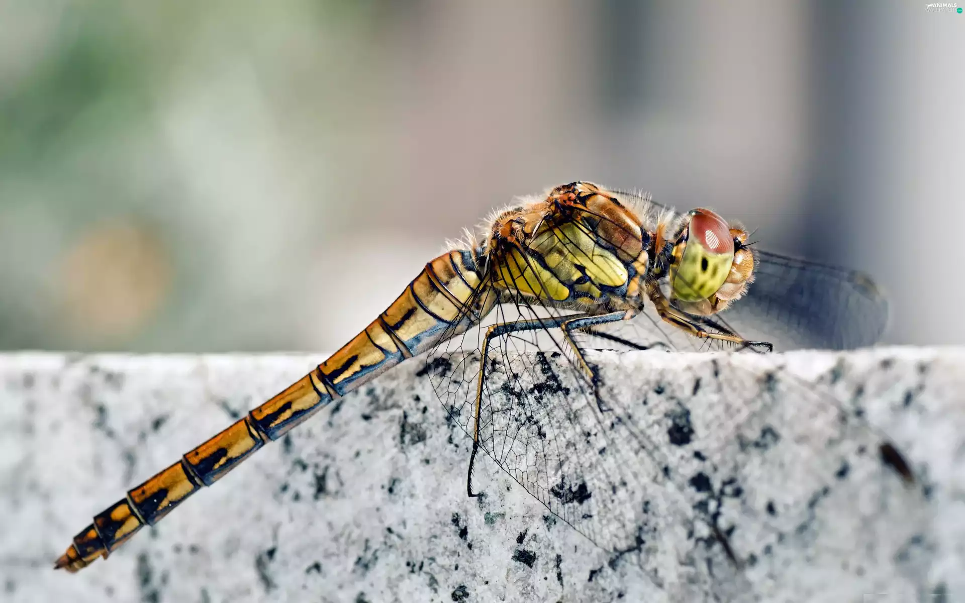 Insect, fine, wings, dragon-fly