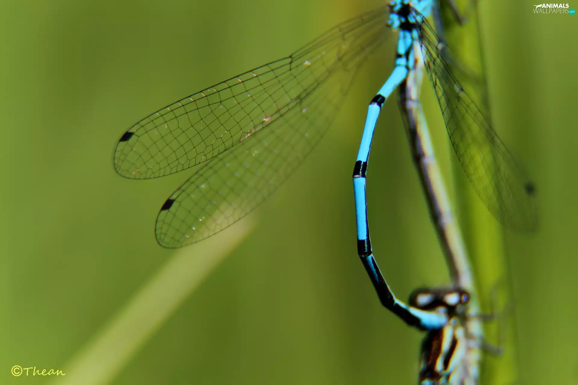 wings, dragon-fly, fine