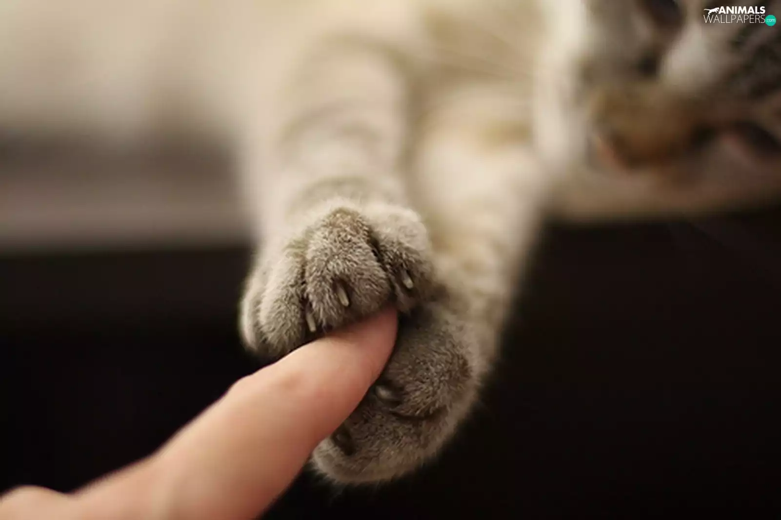finger, cat, feet