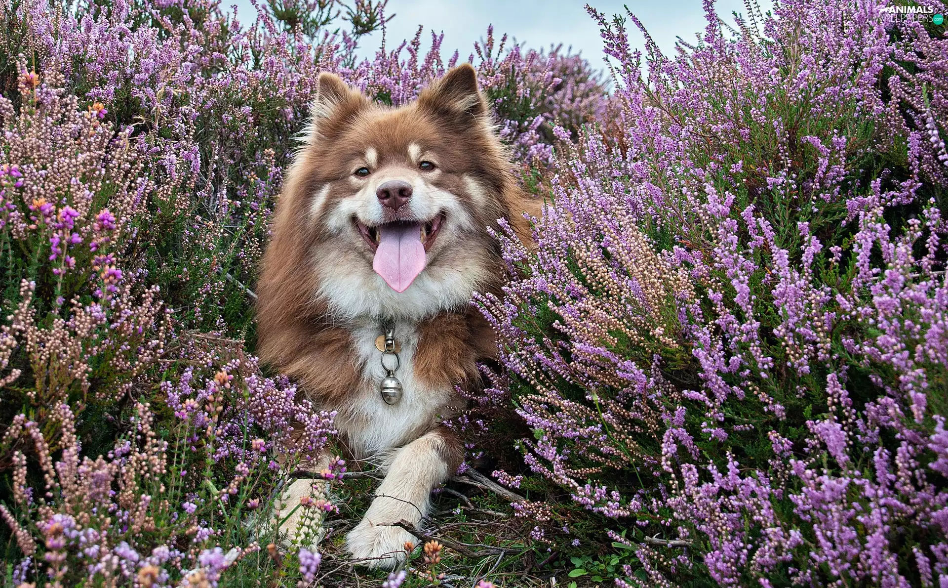Finnish Lapphund, heather