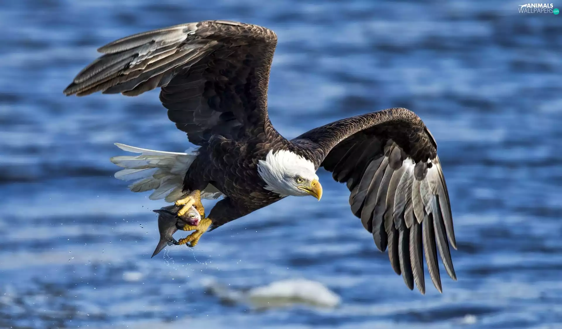 American Bald Eagle, fish