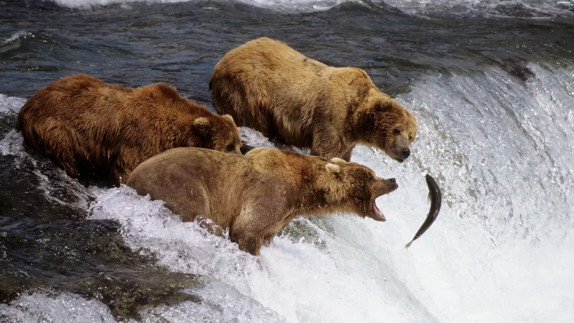 hunting, fish, bears, River, Three