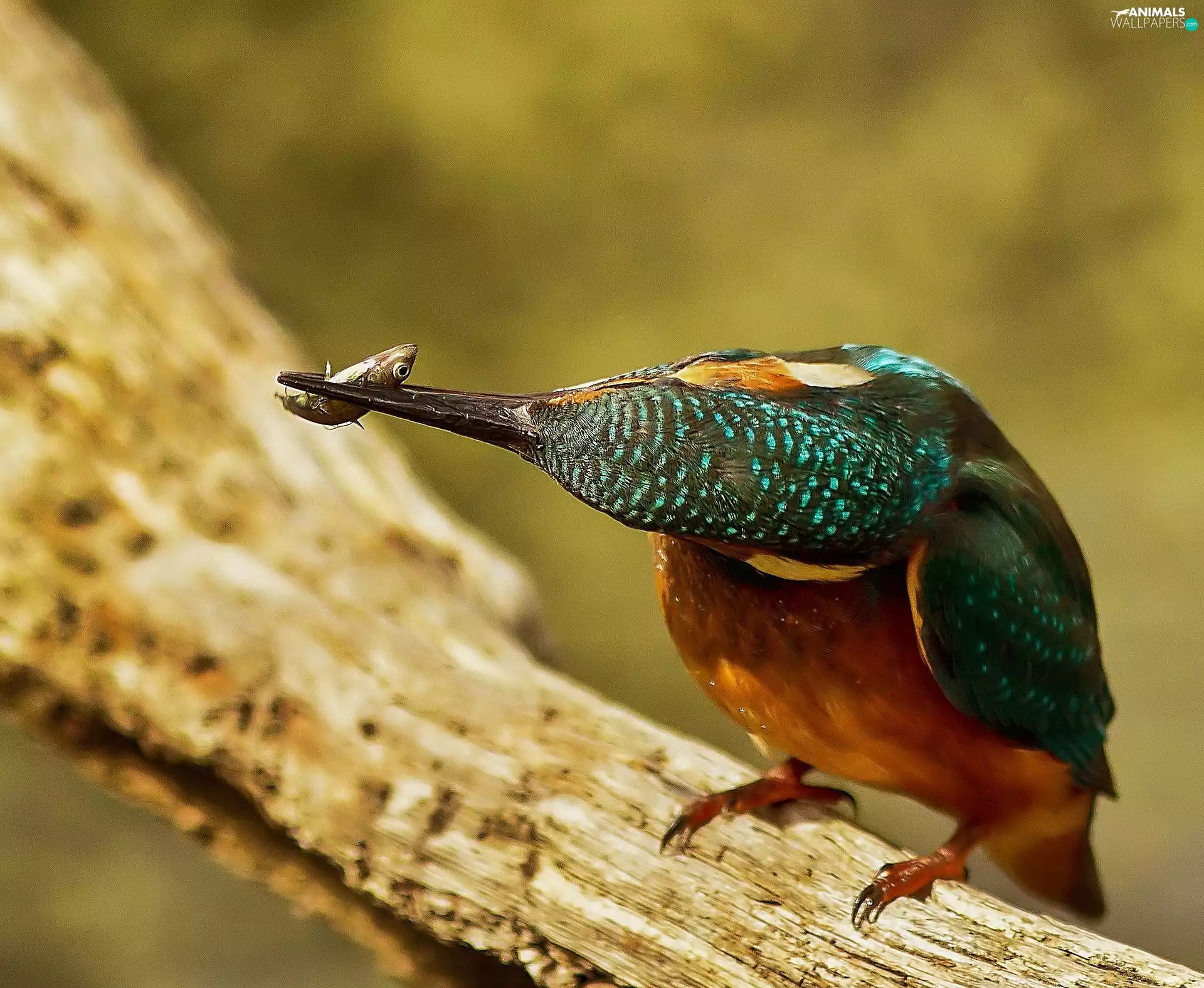 Fish, kingfisher, birdies