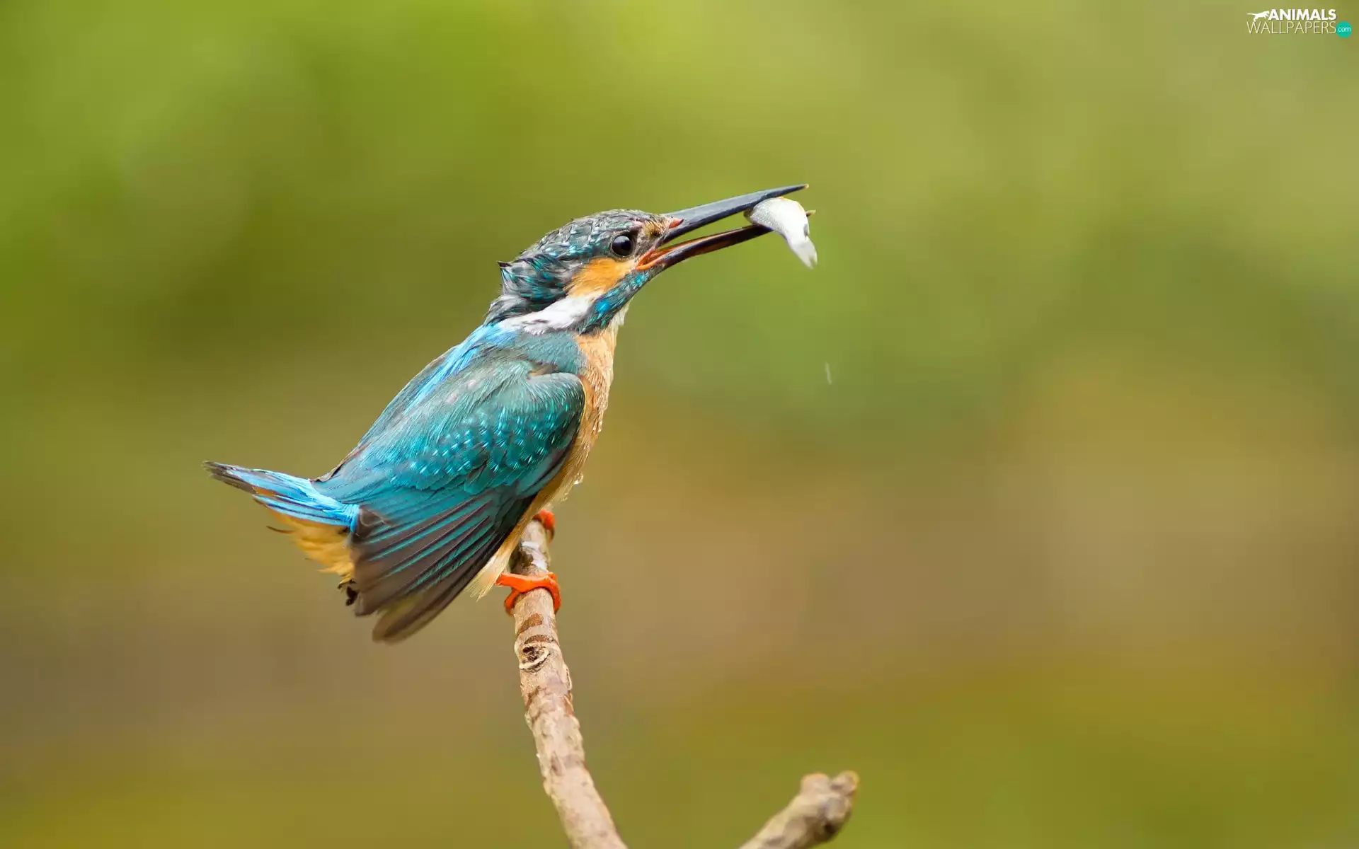 Fish, kingfisher, branch